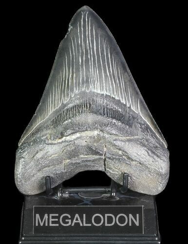 Serrated, Fossil Megalodon Tooth - Georgia #66181